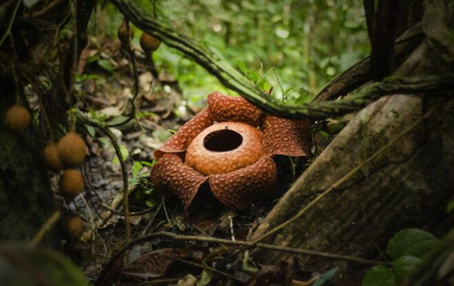 Gunung Gading National Park Tour Kuching Sarawak - Directions