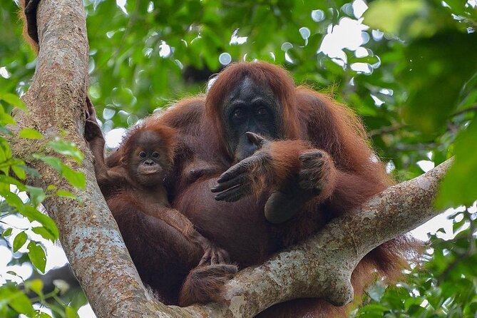 Gunung Leuser National Park Overnight Jungle Trekking  - Medan - Private Tour to Gunung Leuser National Park