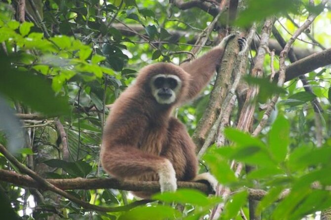 Gunung Leuser National Park Overnight Jungle Trekking  - Medan - 2-Day Trekking in Bukit Lawang Mountain