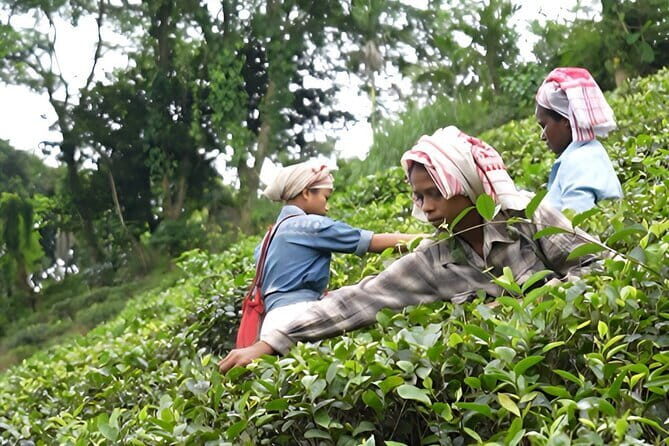 Guwahati Tea Garden tour @ Amchong - Good To Know