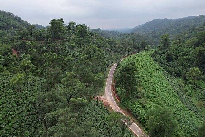 Guwahati Tea Garden Tour with Lunch & Hi Tea (Premium Experience) - An In-Depth Look at the Guwahati Tea Garden Tour