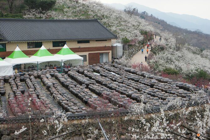 Gwangyang Maewha Flower and Jeonju Hanok Village Tour from Seoul - Frequently Asked Questions