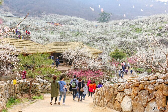 Gwangyang Maewha Flower and Jeonju Hanok Village Tour from Seoul - An In-Depth Look at This Korea Day Tour