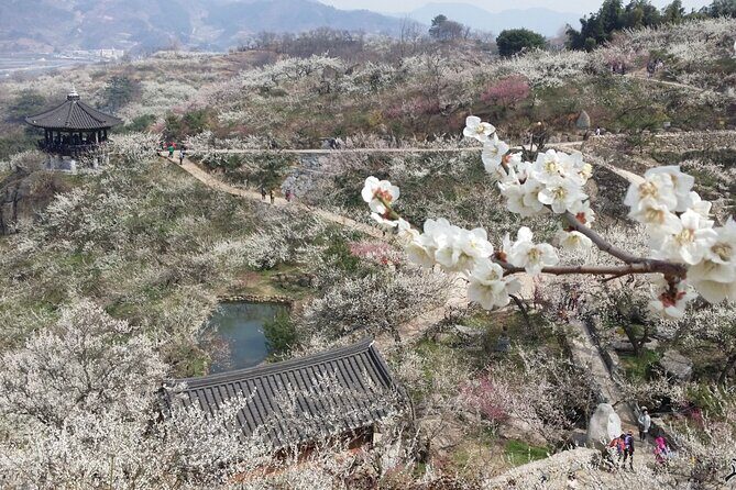 Gwangyang Maewha Flower and Jeonju Hanok Village Tour from Seoul - Who Will Love This Tour?