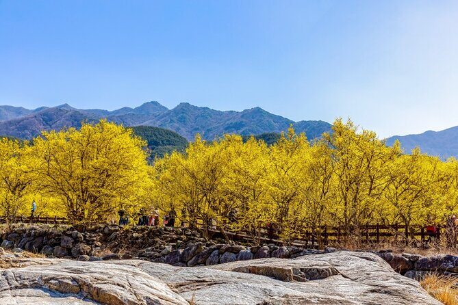 Gwangyang Plum Blossom & Gurye Sansuyu Festival Tour from Busan - Experience the Charm of Korea’s Spring Festivals with the Gwangyang Plum Blossom & Gurye Sansuyu Tour from Busan