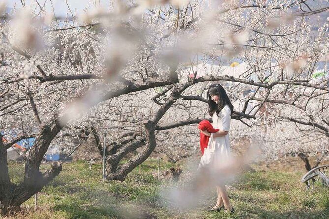 Gwangyang Plum Blossom & Gurye Sansuyu Festival Tour from Busan - Who Should Consider This Tour?