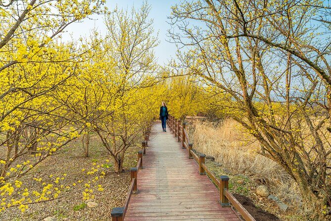 Gwangyang Plum Blossom & Gurye Sansuyu Festival Tour from Busan - The Sum Up