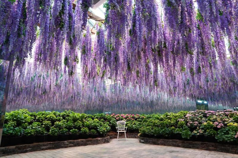 Gyeonggi: Gaypeong Begonia Bird Park Entry Ticket - Setting the Scene: A Garden of Floral and Feathered Beauty