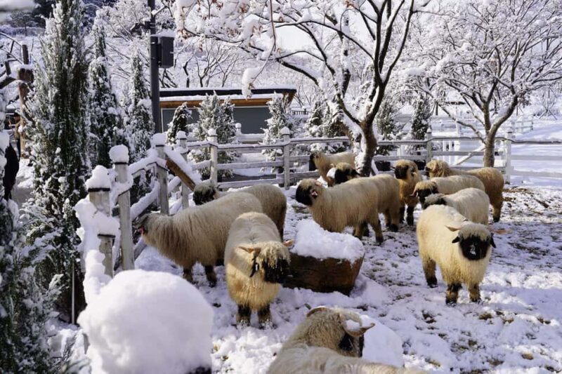 Gyeonggi: Gaypeong Begonia Bird Park Entry Ticket - The Sum Up