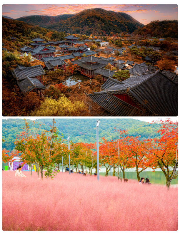 Gyeongju Autumn Foliage Day Tour from Busan - Autumn timing: beautiful, but never exact