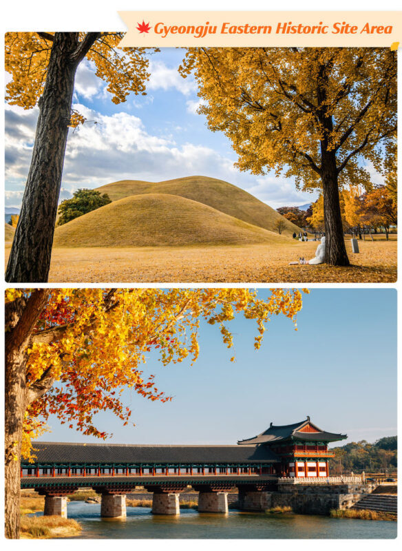 Gyeongju Autumn Foliage Day Tour from Busan - Before you book: a few useful details