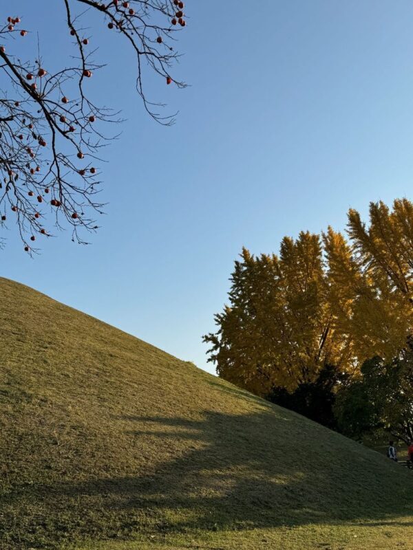 Gyeongju Private Highlights Tour with Licensed Local Guide - How many stops fit comfortably?
