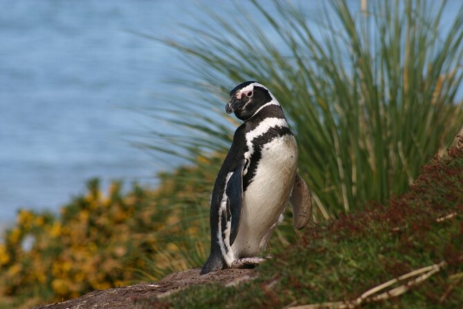 Gypsy Cove and the Main City Attractions in Falkland Islands - Wildlife Encounters in Falkland Islands