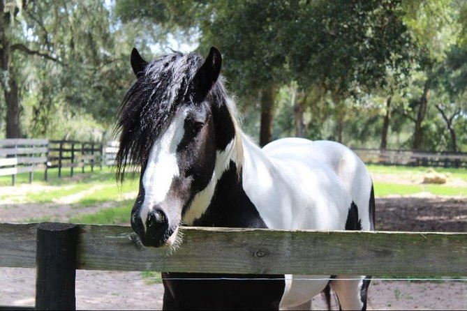 Gypsy Gold Horse Farm Tour - History of Gypsy Vanner Horses