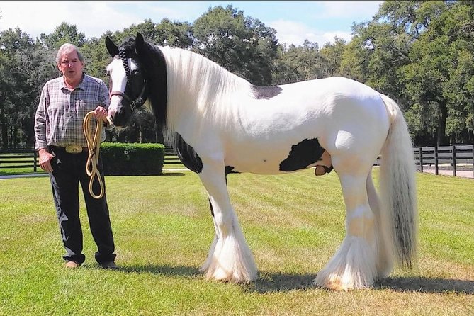 Gypsy Gold Horse Farm Tour - Meet the Gypsy Vanner Horses