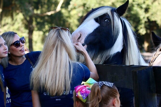 Gypsy Gold Horse Farm Tour - Common Questions