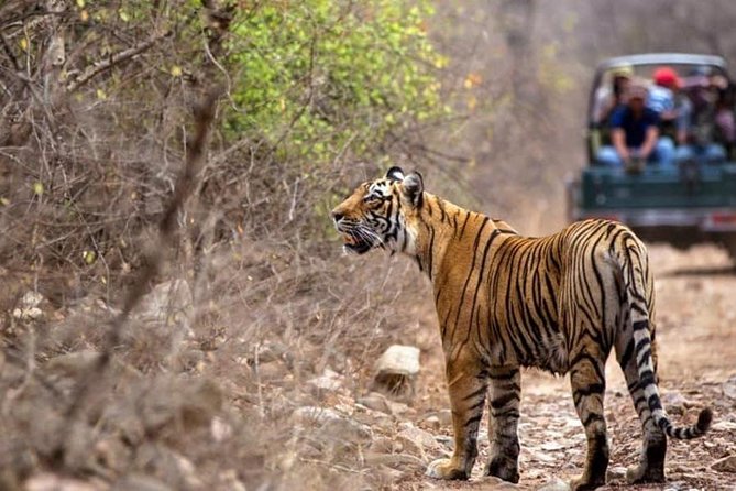 Gypsy Safari : Foreign National -Ranthambore Tiger Reserve - Inclusions and Meeting Details