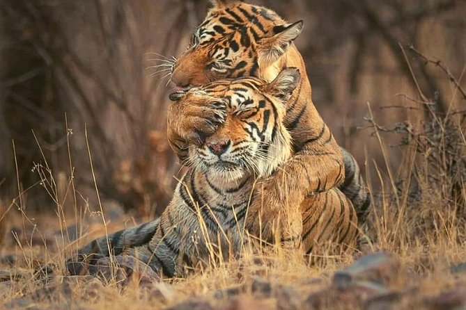 Gypsy Safari : Foreign National -Ranthambore Tiger Reserve - Availability and Pricing Information