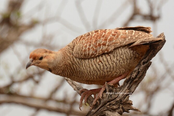 Gypsy Safari (Foriegn National)- Ranthambore National Park - Safari Options