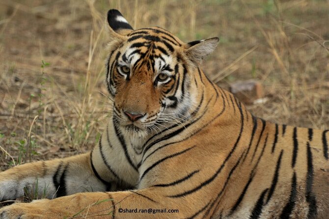 Gypsy Safari (Foriegn National)- Ranthambore National Park - Customer Reviews
