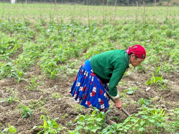 Ha Giang: 3-Day Loop Tour With Hmong Brothers - Pickup and Dropoff Information