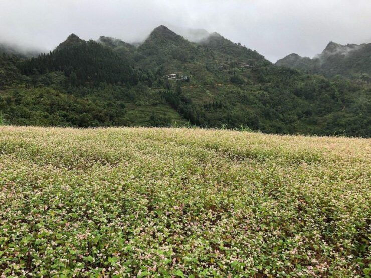 Ha Giang Comfort Car Ride Tour in 4D3N - Booking and Reservation Process