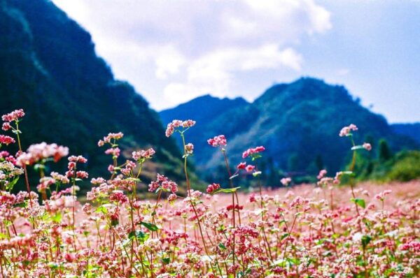 Ha Giang Loop 4Days - 3Nights With Easy Rider Tour Guide - Frequently Asked Questions