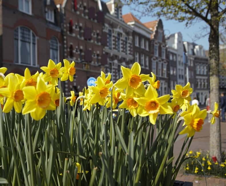 Haarlem: Food Tour - Who Should Consider This Tour?