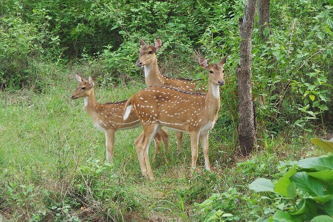 Habarana Eco Park Jeep Safari [private,full package] - A Closer Look at the Hurulu Eco Park Jeep Safari