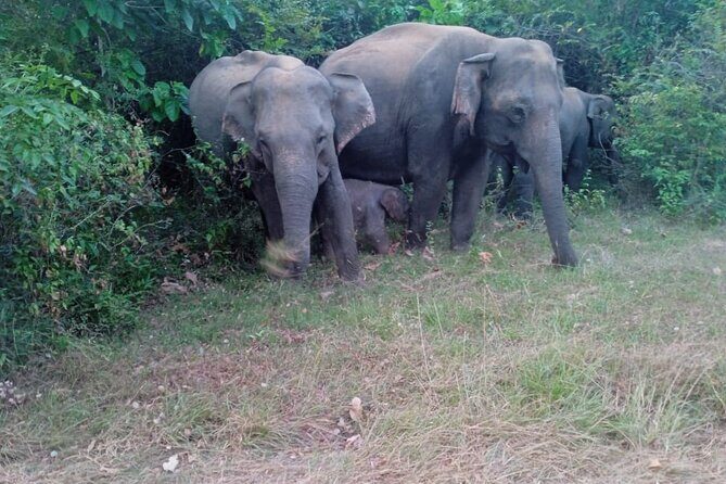 Habarana Eco Park Jeep Safari [private,full package] - Who Will Love This Safari?