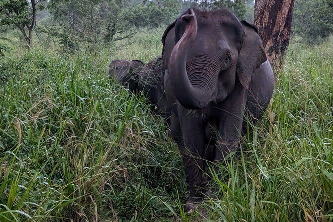 Habarana Eco Park Jeep Safari [private,full package] - The Sum Up