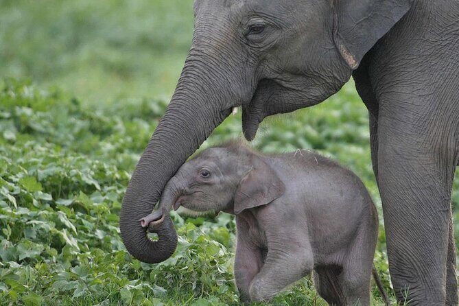 Habarana Eco Park Jeep Safari [private,full package] - FAQ