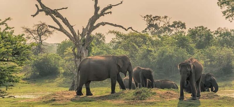 Habarana: Elephants & Loris Watching Night Safari Tour - Final Thoughts