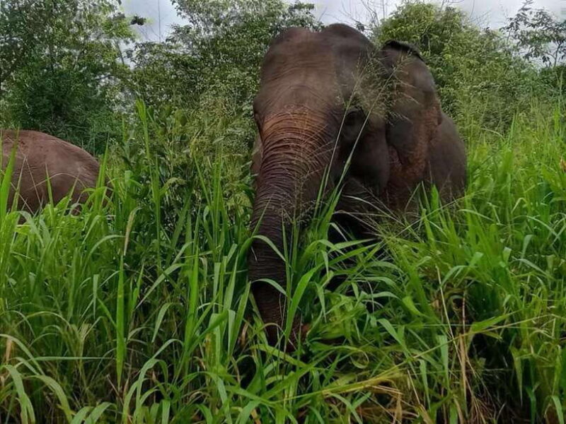 Habarana : Habarana Eco Park Elephant Safari Adventure - Good To Know