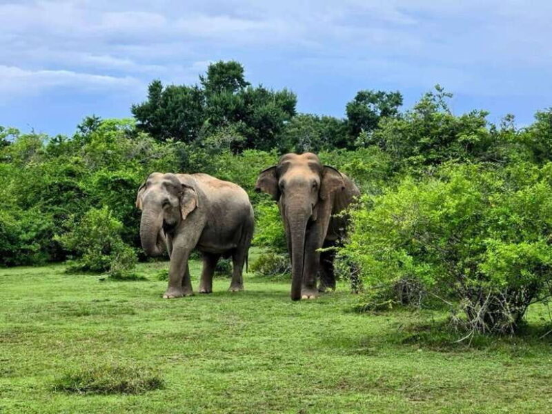 Habarana : Habarana Eco Park Elephant Safari Adventure - The Experience: Impressions from Visitors
