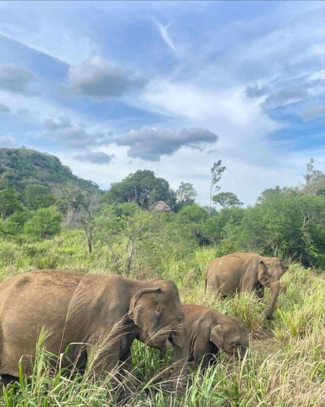 Habarana : Habarana Eco Park Elephant Safari Adventure - Practical Details: Transportation, Timing, and Tips