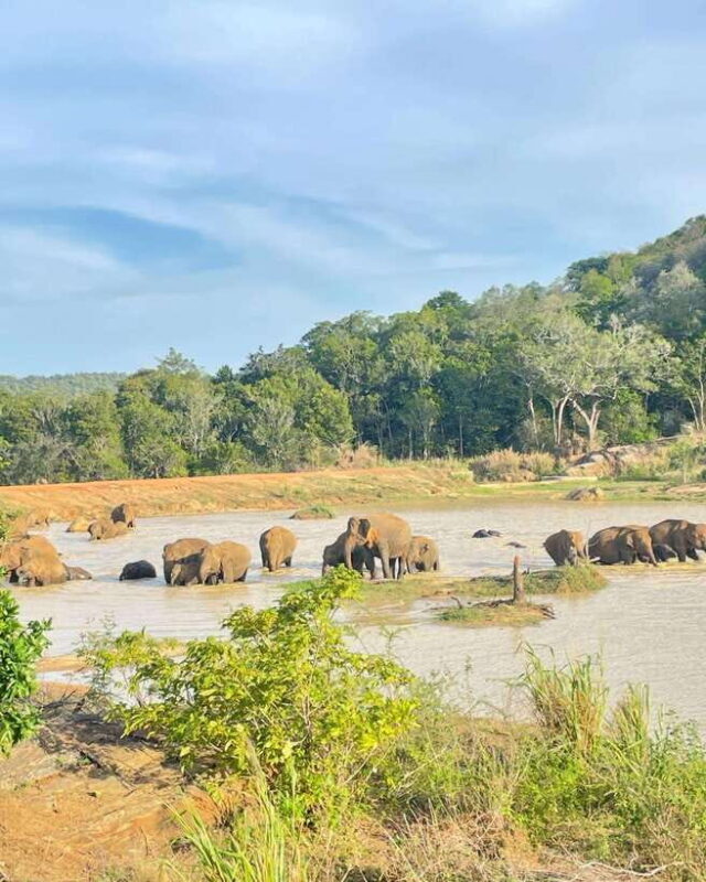 Habarana : Habarana Eco Park Elephant Safari Adventure - Why Choose This Safari?
