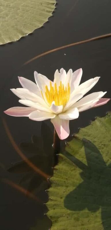 Habarana: Hiriwadunna Village Tour with Lunch - FAQ