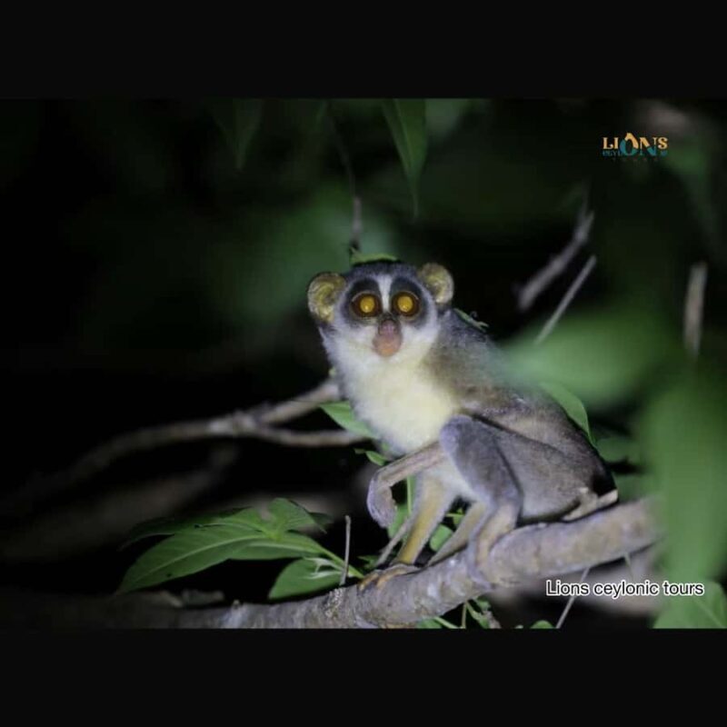Habarana & Sigiriya: Night Safari to see nocturnal wildlife - Good To Know