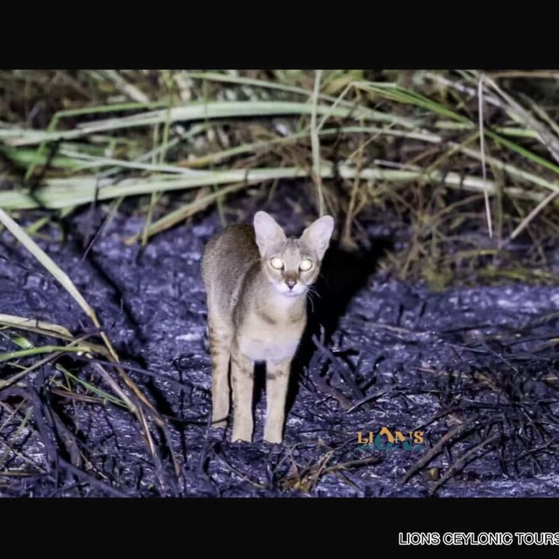 Habarana & Sigiriya: Night Safari to see nocturnal wildlife - An Authentic Nighttime Wildlife Adventure