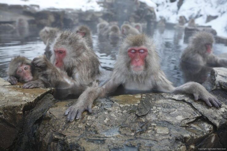 Habuka : Private 1-Way Transfers To/From Snow Monkey Park - Hassle-free Transfer Experience