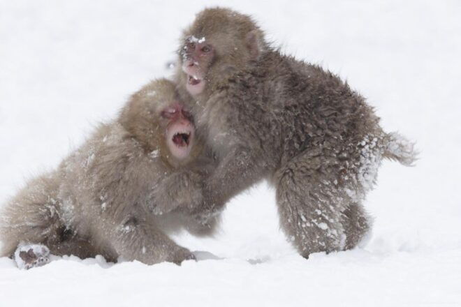 Habuka : Private 1-Way Transfers To/From Snow Monkey Park - Highlights of the Private Transfer Service