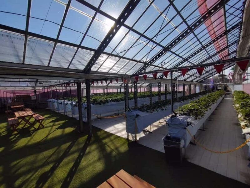 Hadano, Japan: Strawberry Picking Experience Near Tokyo - Good To Know