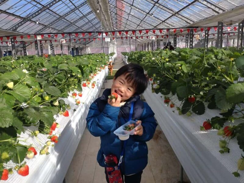 Hadano, Japan: Strawberry Picking Experience Near Tokyo - The Itinerary: What to Expect
