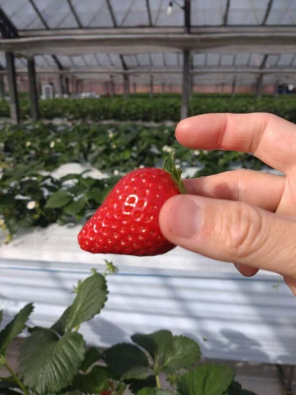 Hadano, Japan: Strawberry Picking Experience Near Tokyo - Who Will Love This Experience?