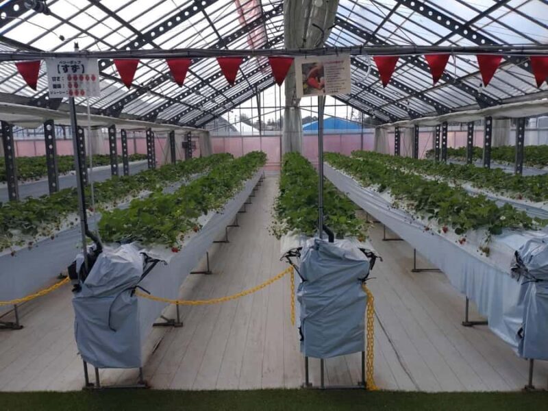 Hadano, Japan: Strawberry Picking Experience Near Tokyo - An In-Depth Look at the Hadano Strawberry Picking Tour