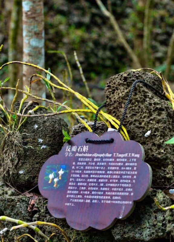 Haikou: 3H Leiqiong Volcanic Geo-Park Tour with Meal - Who Should Consider This Tour?