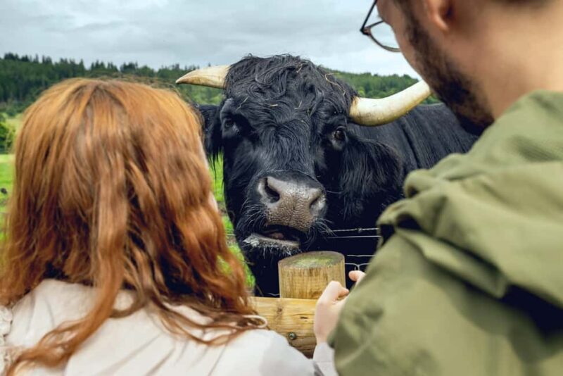 Hairy Coos & Highland Views: A Short Escape from Edinburgh - Who Will Love This Tour?