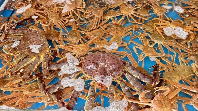 Hakodate: Morning Market Tour with Seafood Tasting Options - The Sum Up