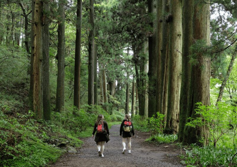 Hakone Hachiri: Old Tokaido Highway Hiking Half-day tour - Who Should Consider This Tour?